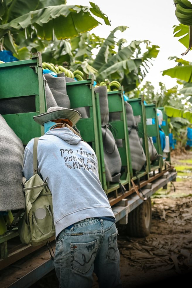 Agricultural field worker