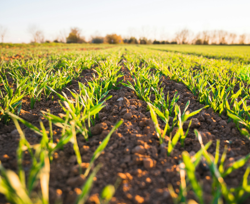 Food & Agriculture